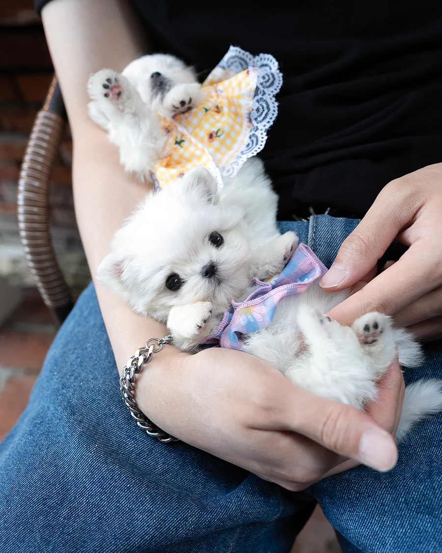 Maltese – Milk