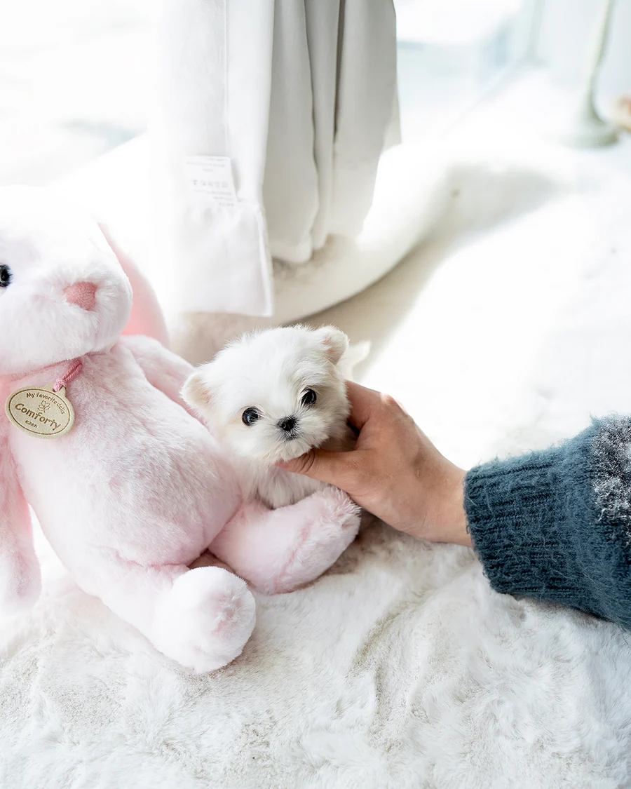 Maltese – Charlotte