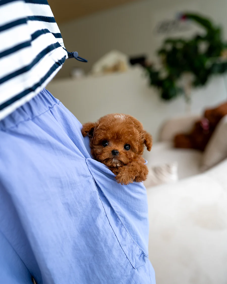 Poodle – Celeste